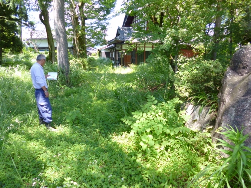 現在はこんな感じで草ぼうぼうです。